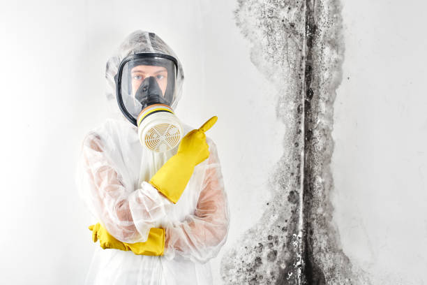 El Dorado Springs, MO Mold Removal Services Company